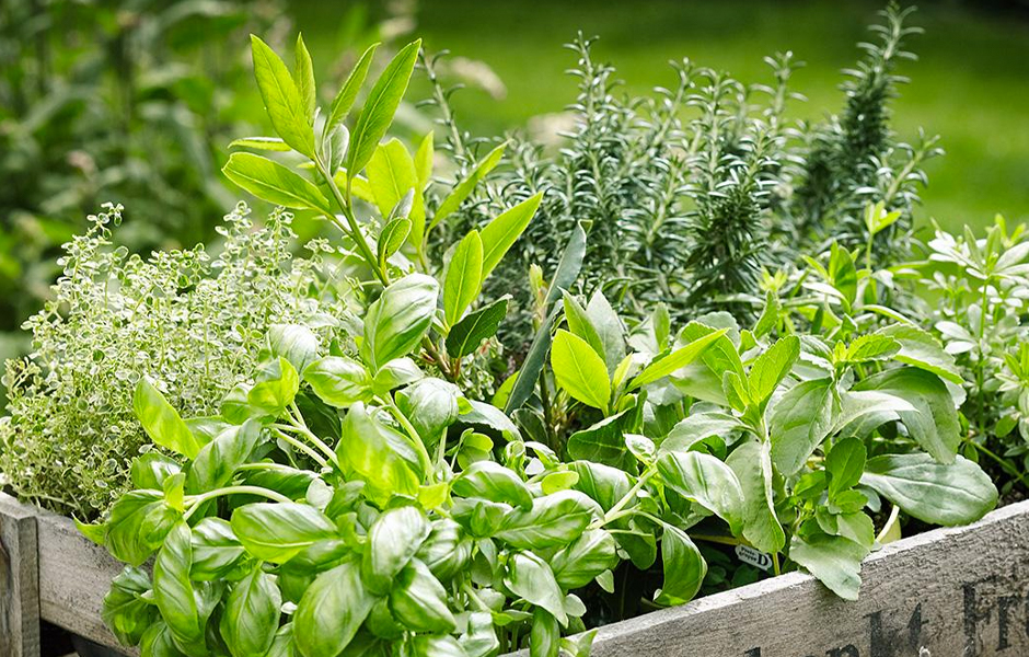Outdoor herb garden
